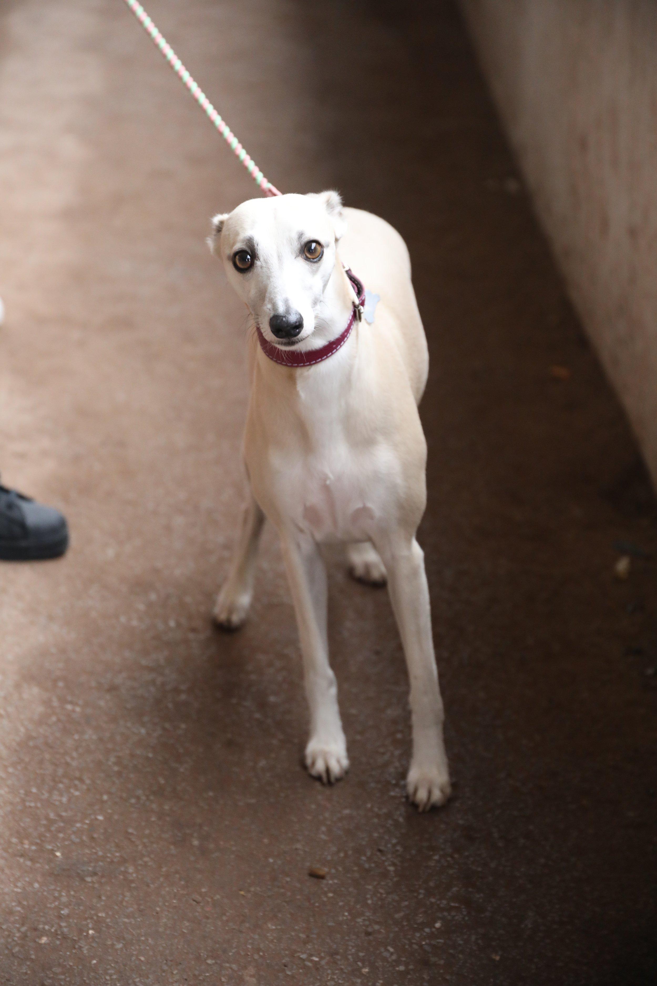 Sheffield Retired Greyhounds Dog Show (October 1st 2023) image 2