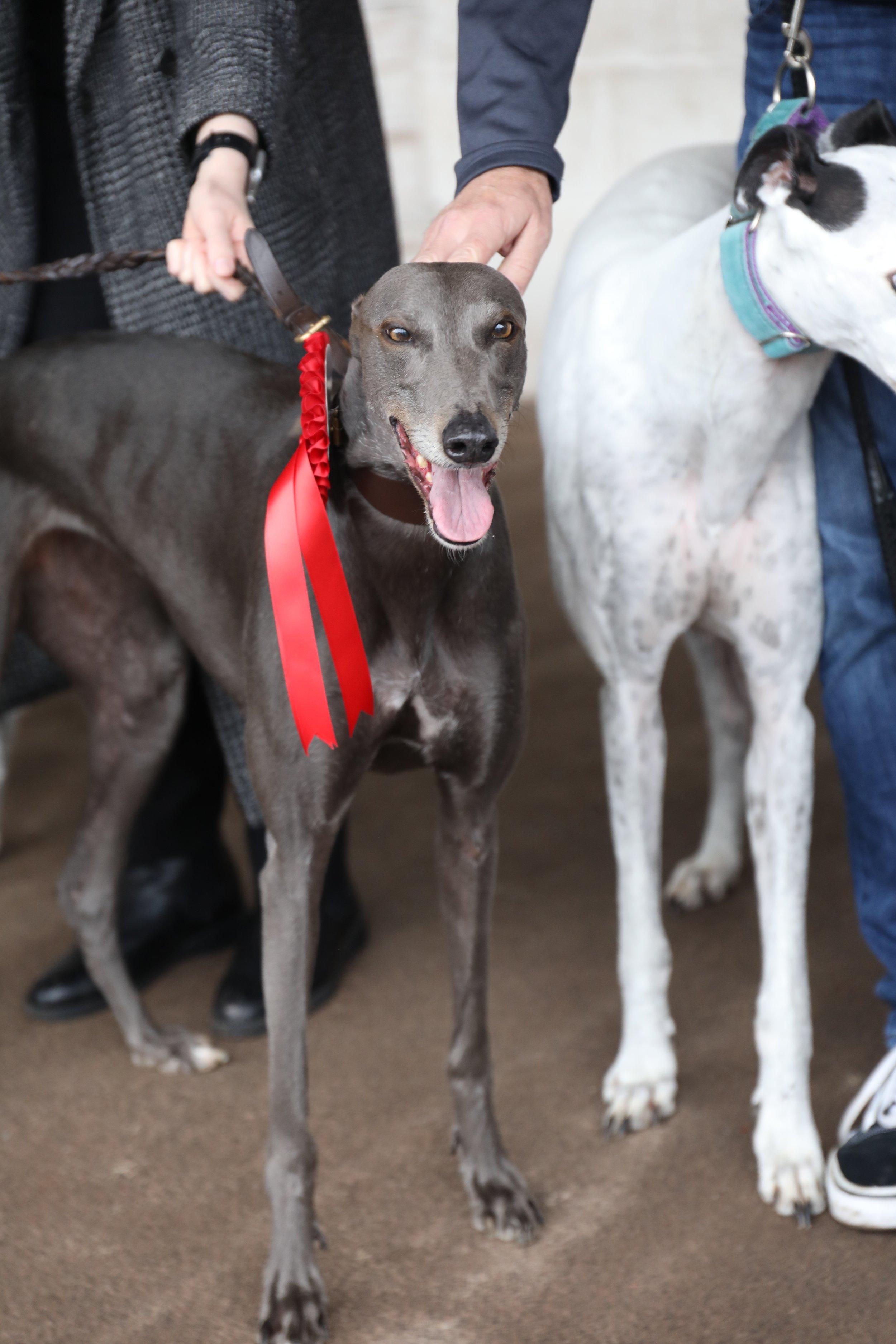 Sheffield Retired Greyhounds Dog Show (October 1st 2023) image 9