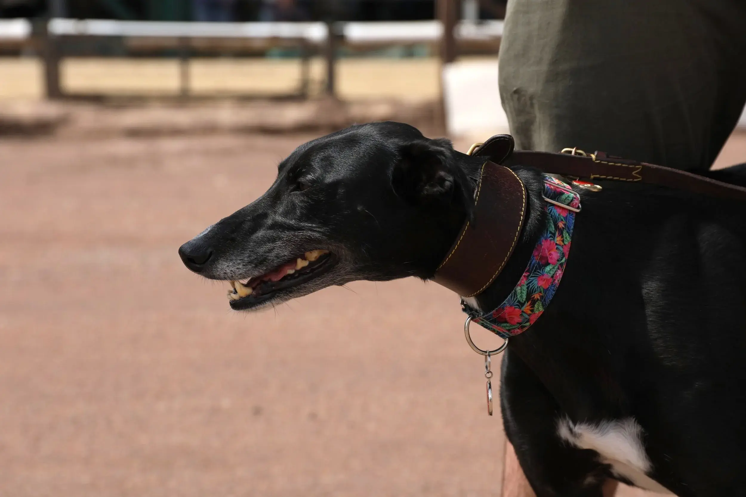 Sheffield Retired Greyhounds Dog Show (Sunday 14th May 2023) image 3
